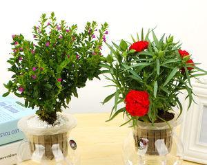 家庭阳台适合养的花卉有哪些（好养又好看的阳台养什么花）