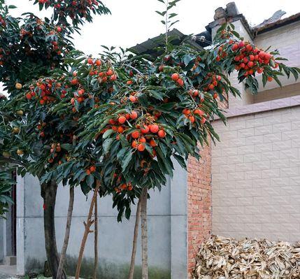 柿子树怎样管理才能高产（柿子树的种植技术及管理）