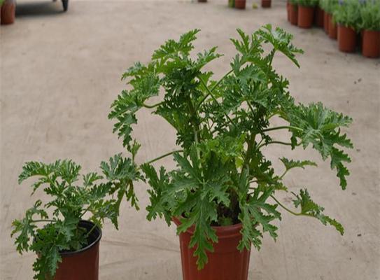 夏季驱蚊植物有哪些（最有效的驱蚊植物排名）
