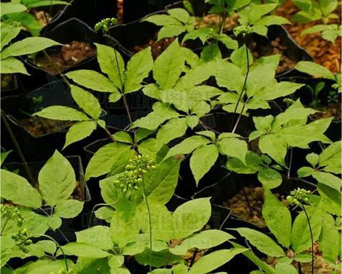 人参要种几年才能收成（人参种植条件和技术）