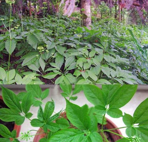 人参要种几年才能收成（人参种植条件和技术）