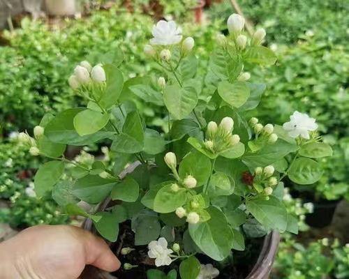 水培茉莉花养殖方法与技巧（从茉莉花水培开始）