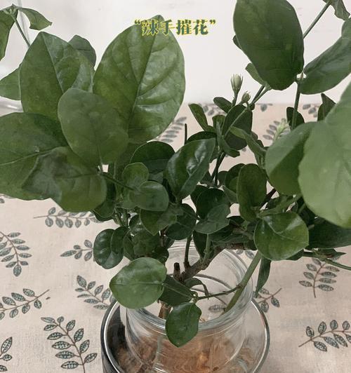 水培茉莉花养殖方法与技巧（从茉莉花水培开始）
