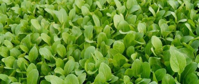 怎样种小青菜出得好又快（种小青菜的方法和步骤）