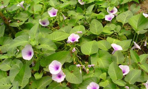 空心菜怎么种植（空心菜种植技术与管理）