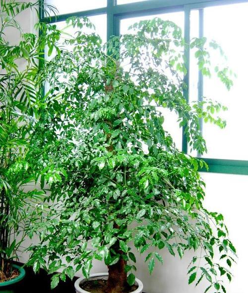 幸福树冬天怎么浇水（浇水的正确方法讲解）