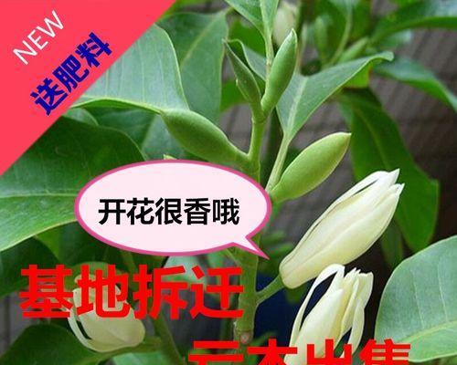 白兰花盆栽怎么养才对（盆栽白兰花的养殖方法讲解）