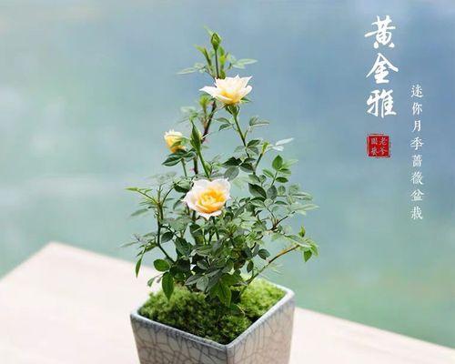 月季怎么养花苞多（详解月季花花苞多需要的条件）