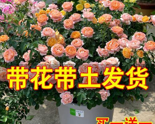 月季怎么养花苞多（详解月季花花苞多需要的条件）
