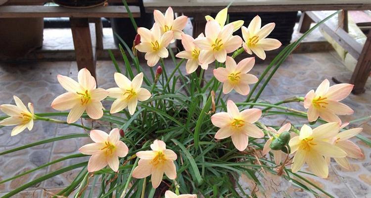 韭兰什么时候开花（详解韭兰种植时间和方法）