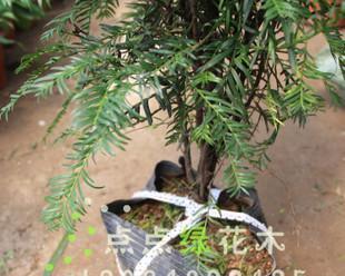红豆杉怎样养护和种植（红豆杉养护方法与技巧）