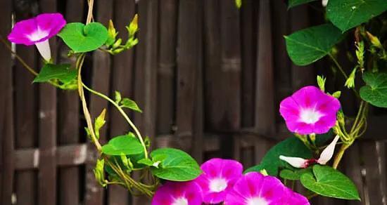 牵牛花是什么季节开的（有关牵牛花花期简介）
