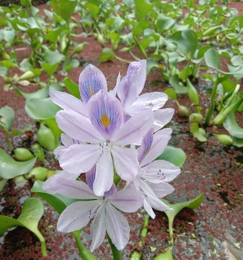 凤眼莲的养殖方法