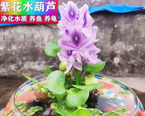凤眼莲的养殖方法