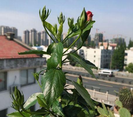 扶桑花怎么修剪才好（了解扶桑花的修剪方法和时间）