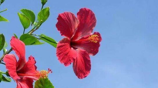 扶桑花怎么修剪才好（了解扶桑花的修剪方法和时间）