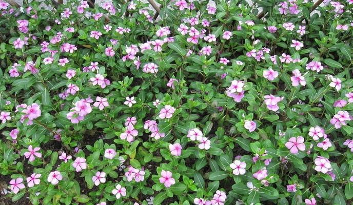 长春花图片和介绍（长春花的养殖方法讲解）