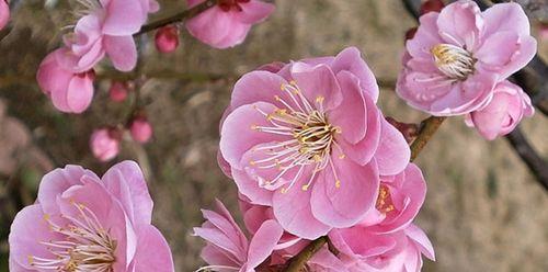 梅花是什么季节开花（关于梅花种植时间和方法）