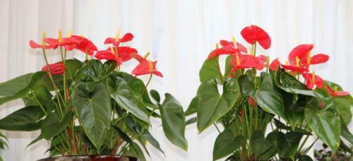 火鹤花适合家养吗（火鹤花的养殖方法讲解）