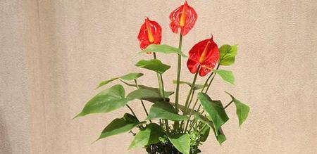 火鹤花适合家养吗（火鹤花的养殖方法讲解）