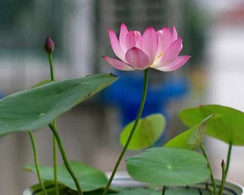 盆栽荷花种植方法和技巧（荷花的养护小妙招）