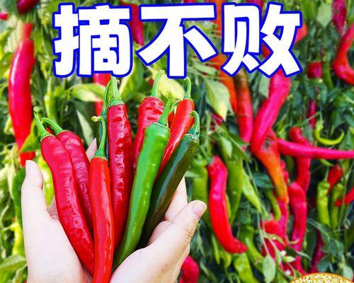 七月份可以种什么蔬菜呢（盘点七种适合七月份种的蔬菜）
