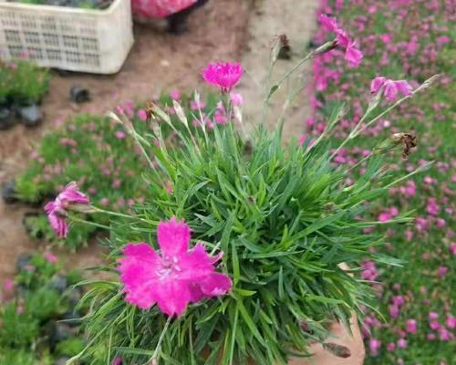 耐寒性宿根花卉有哪些（了解适合北方气候的花介绍）
