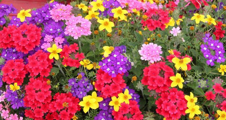 樱花种子什么时候播种（樱花种植方法和时间）