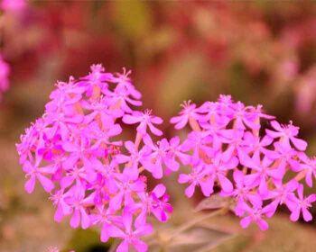 樱花种子什么时候播种（樱花种植方法和时间）