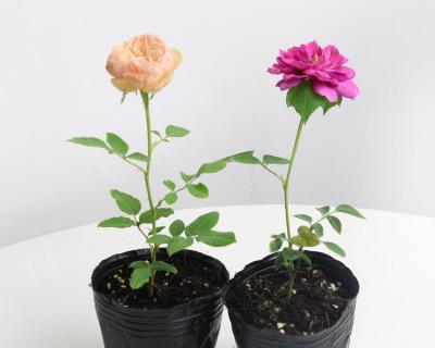 二月开花的植物有哪些（二月是二月代表性的花介绍）