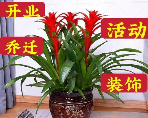 养不死的花有哪些（室内养不死的植物介绍）