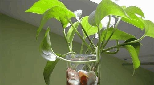 绿萝水培怎样养的茂盛（水培绿萝养护小妙招）