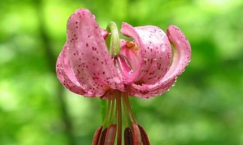 金百合花（金百合花的寓意与传达的15个花语）