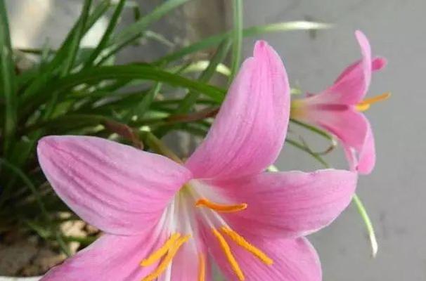 韭莲之花语（一朵在岁月中绽放的希望之花）