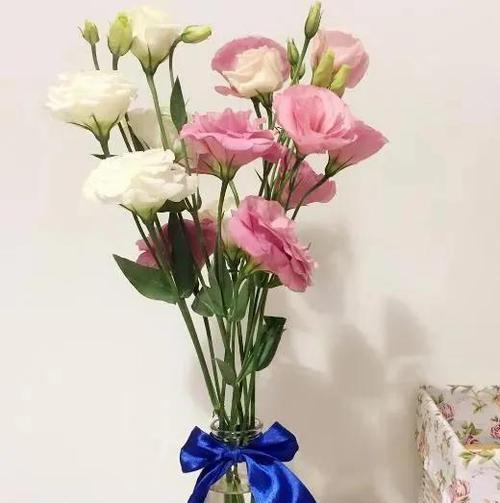 桔梗花的花语与寓意（探索桔梗花背后的深层含义）