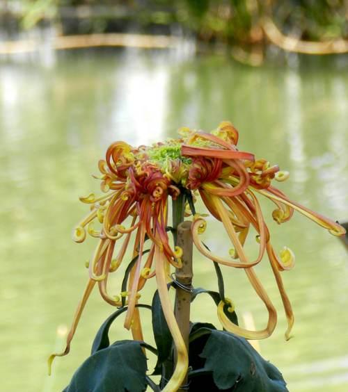 菊花在十二生肖中的象征意义（探索菊花在中国文化中的传统符号）