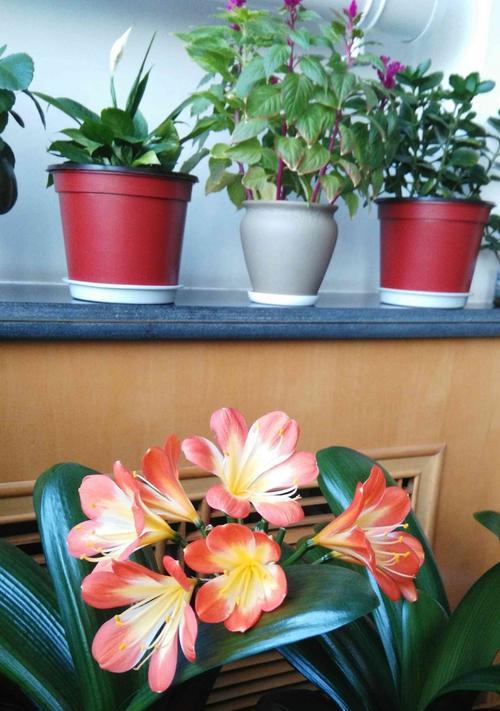 君子兰开花预示着什么意思(揭秘君子兰开花的象征与寓意)