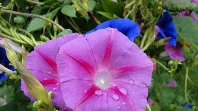 喇叭花的花语与寓意——展示生命之美（喇叭花）
