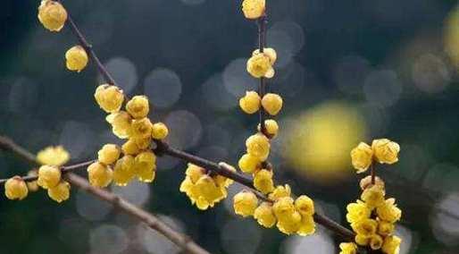 腊梅花的花语与象征意义（腊梅花的传统寓意与现代解读）