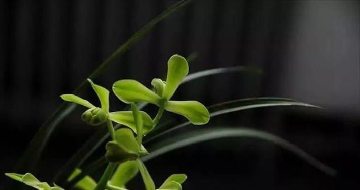 兰花的花语与寓意（深入了解兰花的含义与象征）