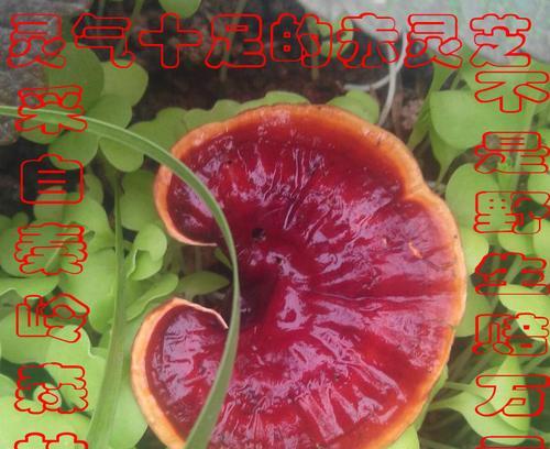 灵芝的象征意义（灵芝——生命之源的奇迹）