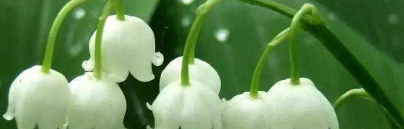 铃兰花语（唤醒心灵的花语之声）