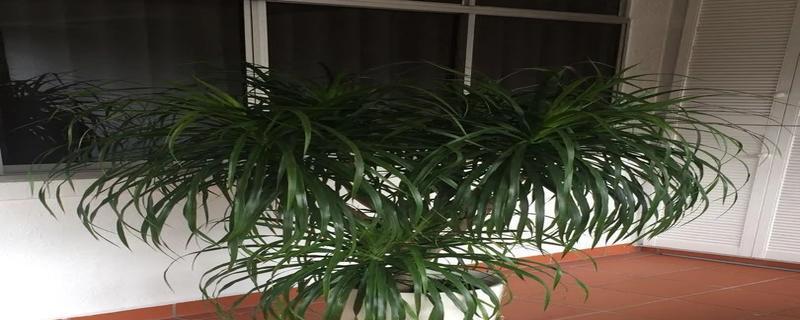 龙血树的寓意与风水摆放风水禁忌（探寻龙血树的神秘力量与风水之道）