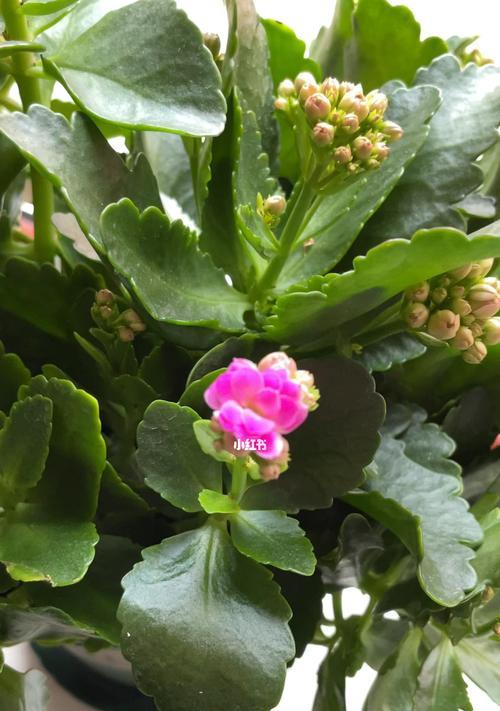 长寿花的象征意义与寓意（传递生命力与幸福的花——长寿花的意义和象征）