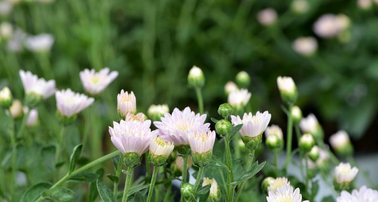 绿菊花——希望与生机的象征（揭秘绿菊花的花语和寓意）