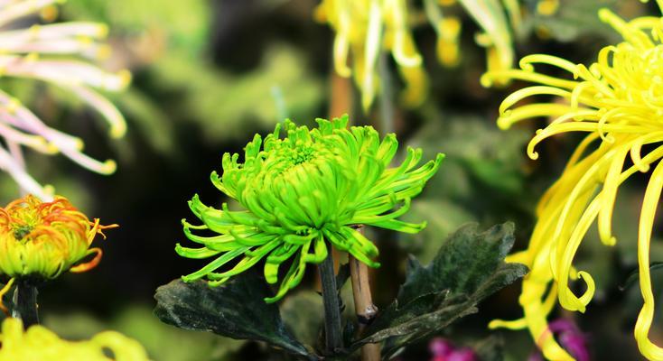 绿色菊花的象征意义与美丽力量（揭示绿色菊花背后的深刻寓意与情感纽带）