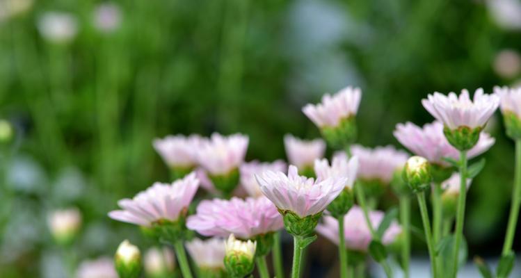 绿色菊花花语的深意（揭秘绿色菊花的象征与寓意）