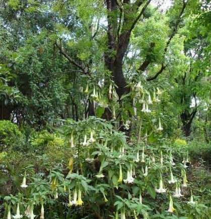 曼陀罗花（探索曼陀罗花的花语与代表意义）