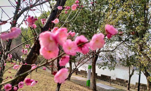 梅花之人——坚韧不拔的象征（以梅花为代表的人群的特质与价值观）