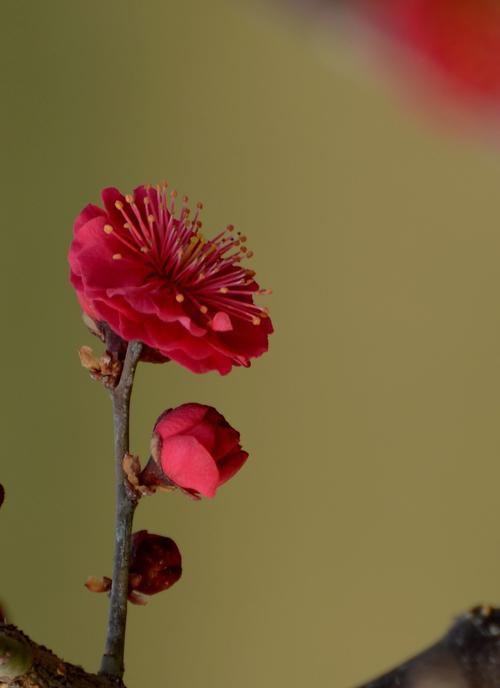 梅州市花——梅花的象征寓意（探寻梅花的美丽与深意）